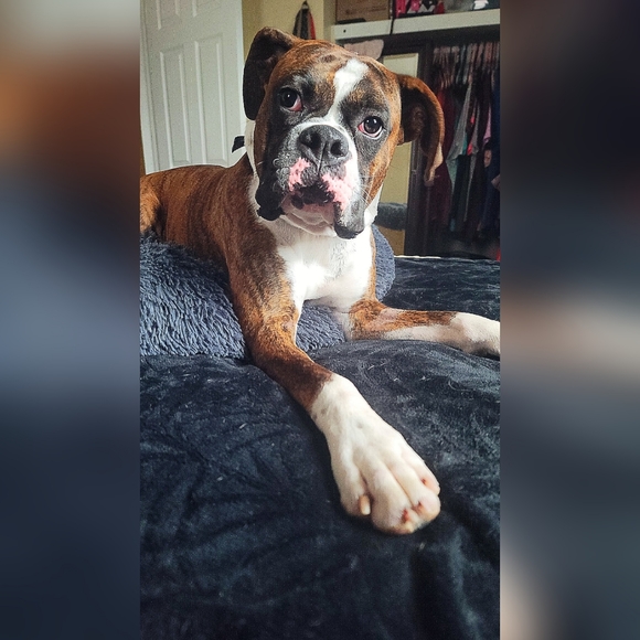 Meet your Posher, Bailey - Picture 3 of 3